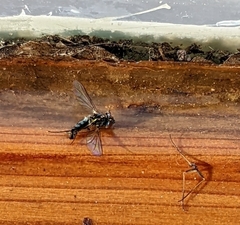 Diptera