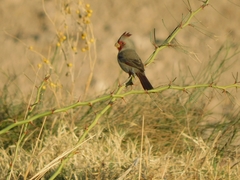 Cardinalis sinuatus