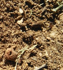 Linepithema humile