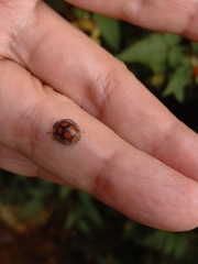 Epilachna mexicana