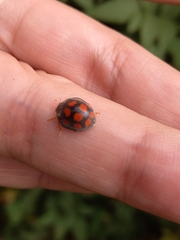 Epilachna mexicana