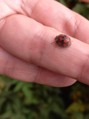 Epilachna mexicana