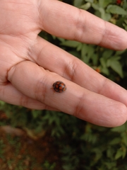 Epilachna mexicana