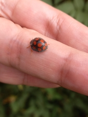 Epilachna mexicana
