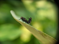 Diptera