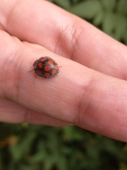 Epilachna mexicana