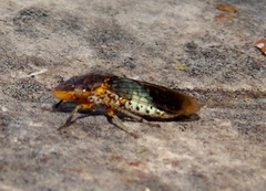 Homalodisca ichthyocephala