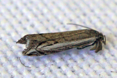 Raphiptera argillaceellus