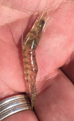 Penaeus aztecus