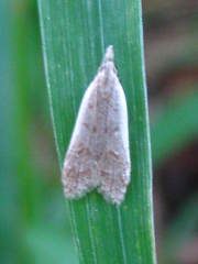 Dichomeris punctidiscellus