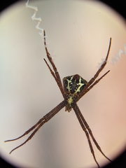 Argiope