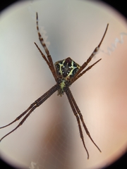 Argiope