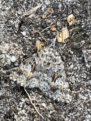 Dichromodes longidens