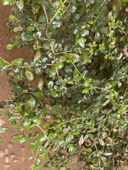 Magnoliopsida