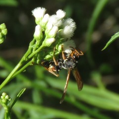 Polistes billardieri