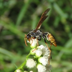 Polistes billardieri