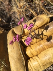 Chorizanthe douglasii