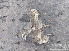Rhinella horribilis