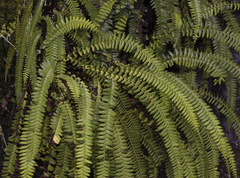 Blechnum arcuatum
