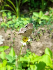 Leptomyrina