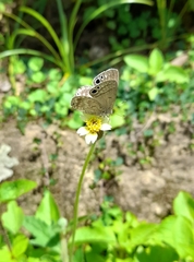 Leptomyrina