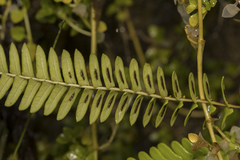 Blechnum arcuatum