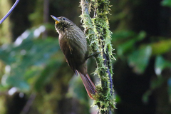 Syndactyla subalaris