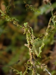 Trychopeplus laciniatus