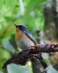 Cyornis whitei
