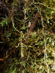 Trychopeplus laciniatus