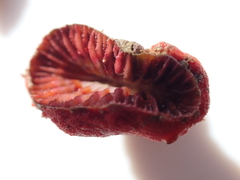 Monomyces rubrum