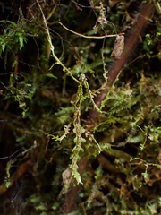 Trychopeplus laciniatus