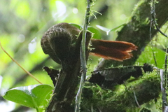 Syndactyla subalaris