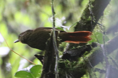 Syndactyla subalaris