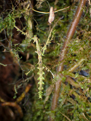 Trychopeplus laciniatus