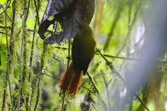 Syndactyla subalaris