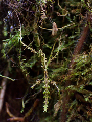 Trychopeplus laciniatus
