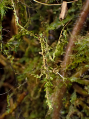 Trychopeplus laciniatus