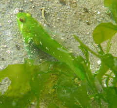 Oligocottus snyderi