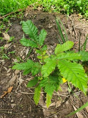 Davidsonia johnsonii