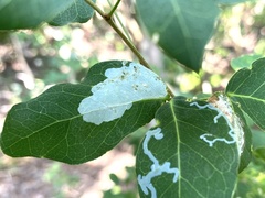 Eucosmophora pithecellobiae