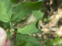 Eucosmophora pithecellobiae