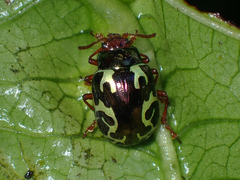 Zygogramma violaceomaculata