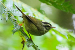 Basileuterus melanotis
