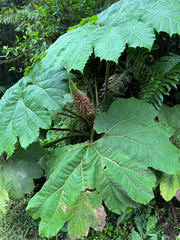 Gunnera insignis