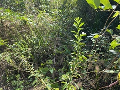 Capraria biflora image