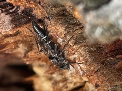 Bonjeania