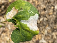 Eucosmophora pithecellobiae