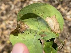Eucosmophora pithecellobiae