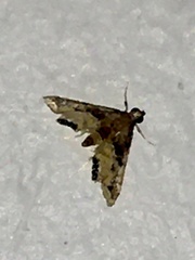 Ategumia